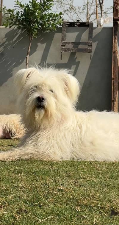 Top quality male available for sale