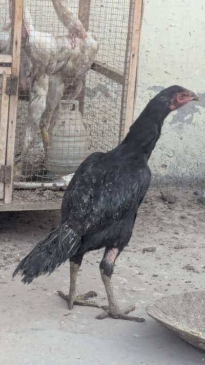 black miawali murgi