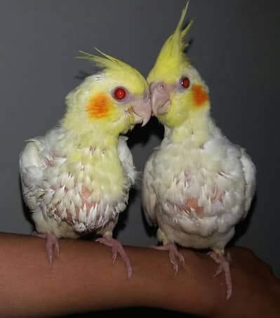 Common White Cockatiel Baby – 45 Days Old