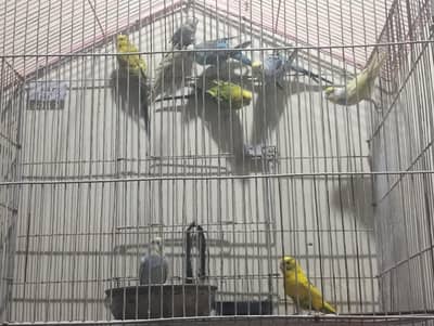 Australian parrot sale and caje long