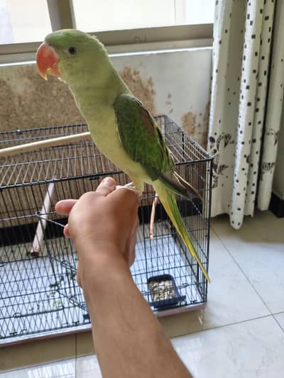 Raw Parrot 5 months Full hand tame.