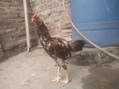 sab ok h murgi eggs dyti h hera nasal h all ok h