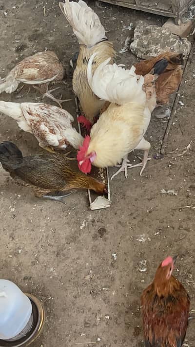 Desi murgia