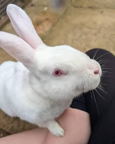White Albino red eyes Rabbits