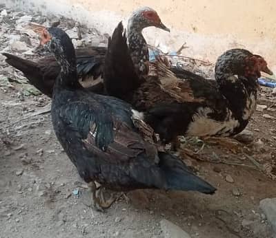 Moscowi Ducks for Sale