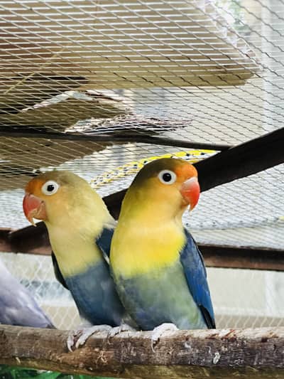Love birds baby bhi hai  and cocktail avalibale