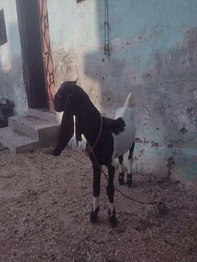 bakri 5 month rajan puri | goat female rajan puri urjant sell