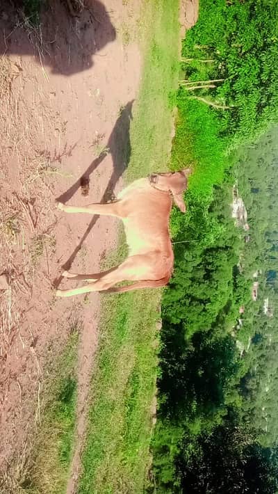 cow and baby