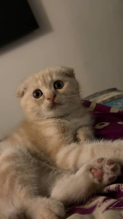 Scottish Fold