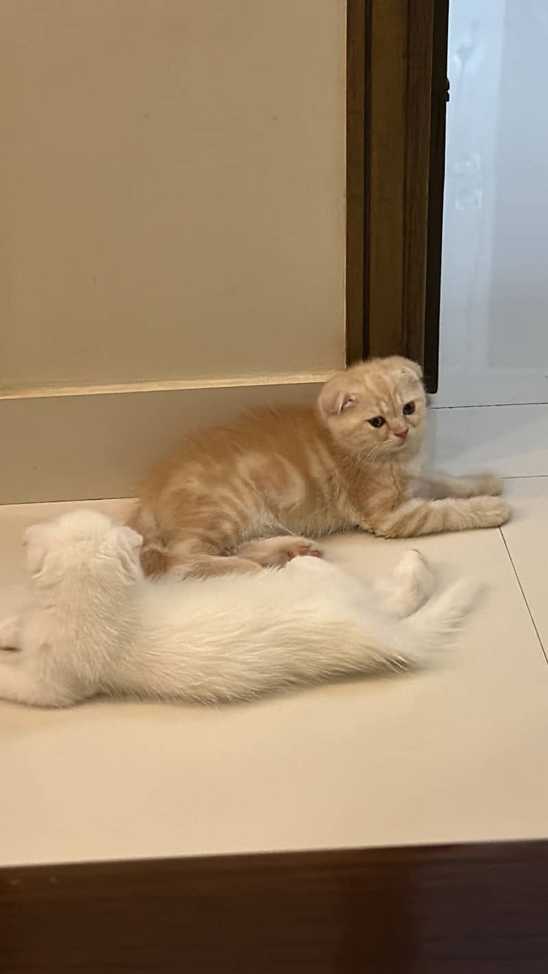 Scottish Fold 1