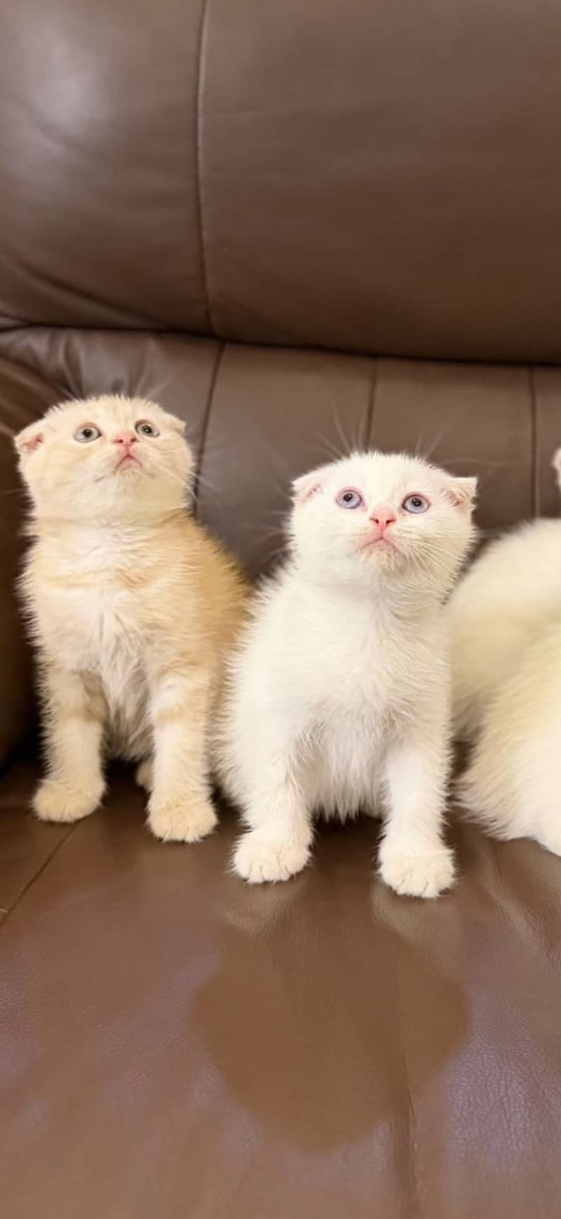 Scottish Fold 2