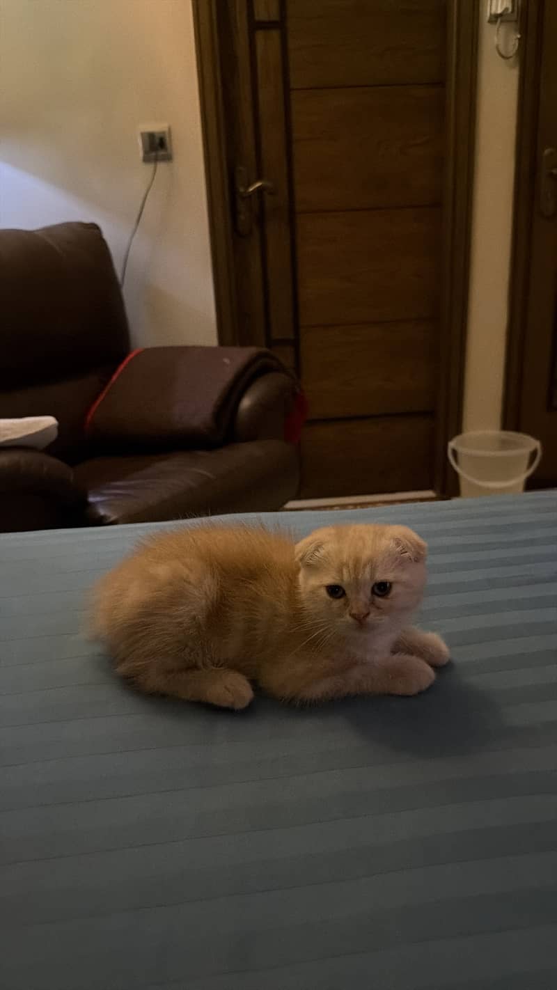 Scottish Fold 3
