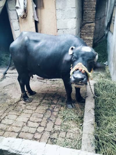 Bufallo urgent sale