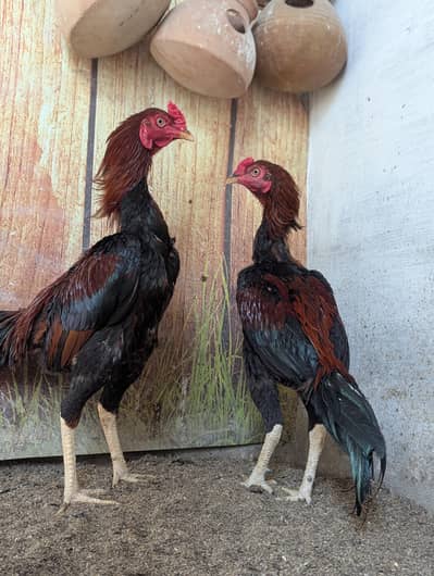 Aseel male pathy turkey Muscovy ducks