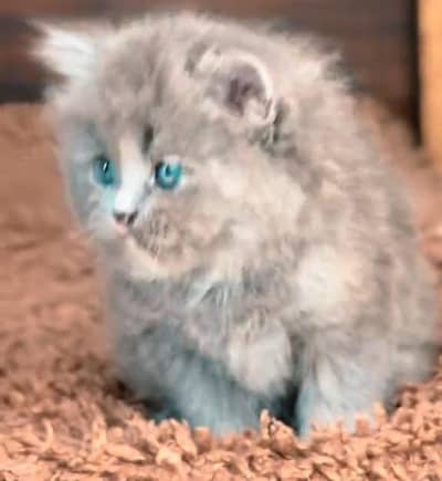 Persian cat for sale only WhatsApp number 0327/4272440