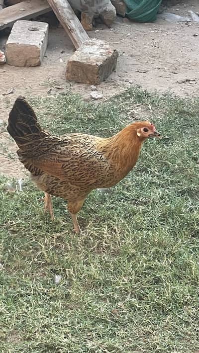 golden misri