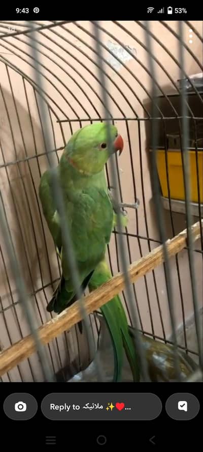 adult ringneck mail active