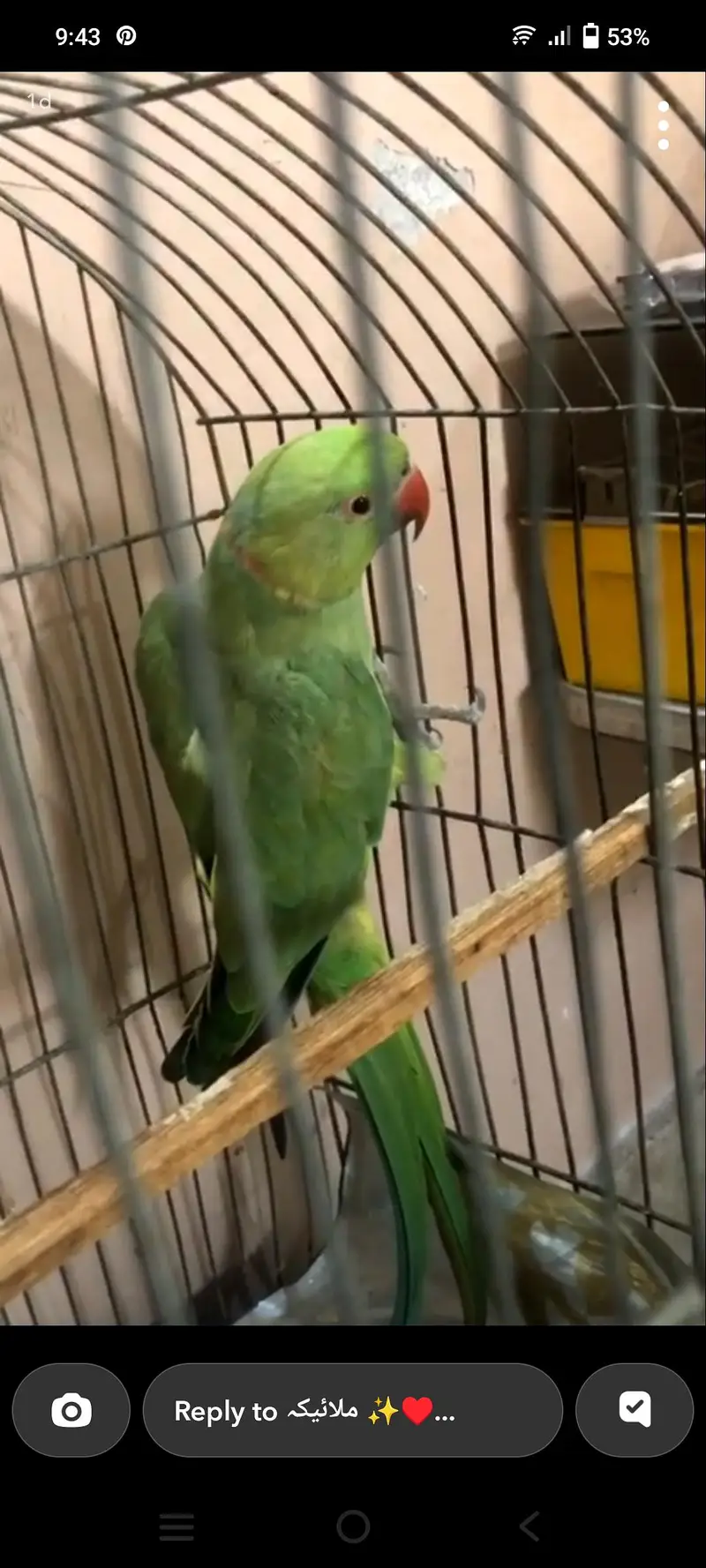 adult ringneck mail active