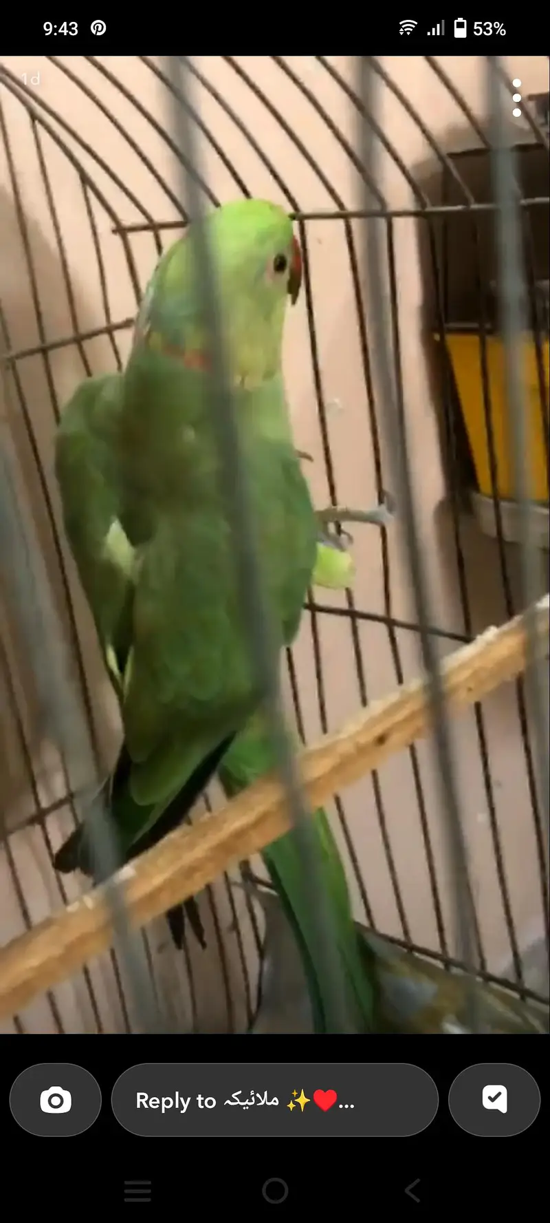 adult ringneck mail active — photo 2
