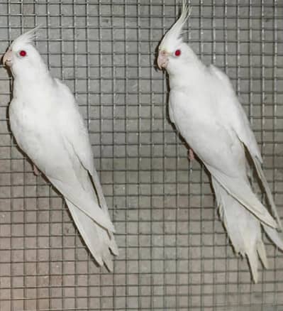 Eno Cocktail Breeder Pair – 2 Years Old for Sale