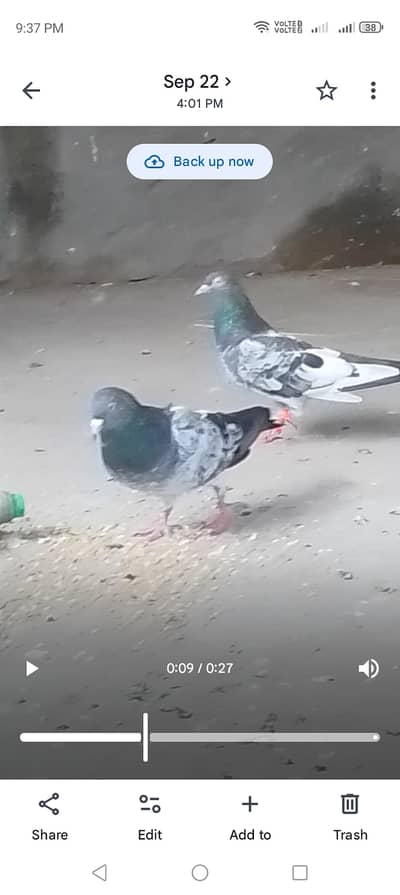 Beautiful pigeon pair