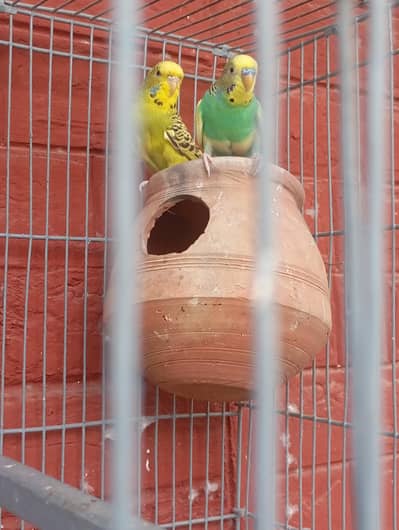 BUDGIES PAIR WITH CAGE