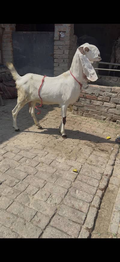 rajanpuri goat