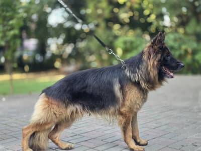 orignal german shepherd long coat black and tan colour