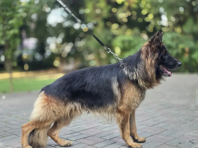 orignal german shepherd long coat black and tan colour