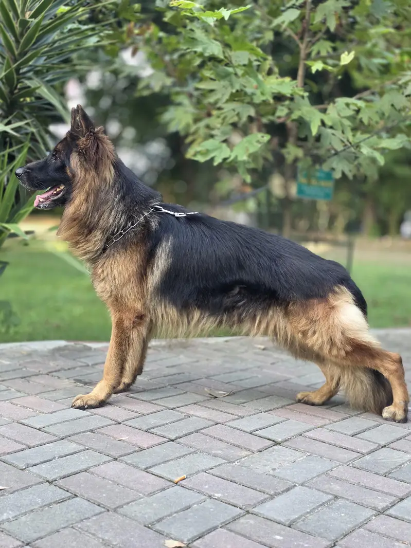 orignal german shepherd long coat black and tan colour — photo 2