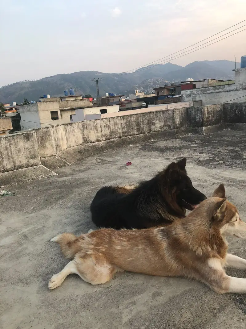 orignal german shepherd long coat black and tan colour — photo 6