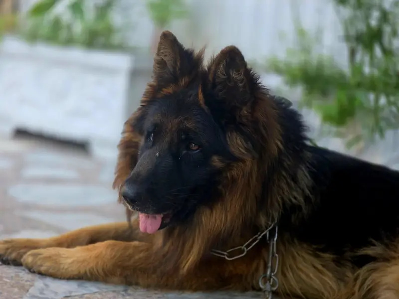orignal german shepherd long coat black and tan colour — photo 9