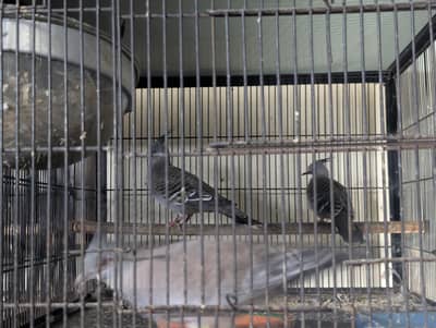 crested dove