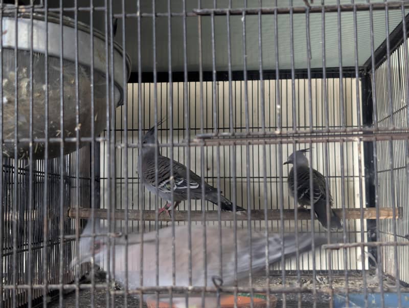 crested dove 0