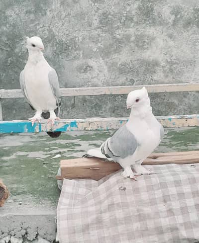 Sentinent, Silver, Black German Mukhi and Sherazi