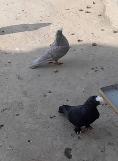Silver, Black German Mukhi and Sherazi