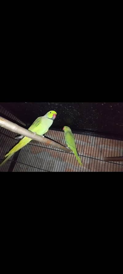 breader pair for sale 03143275503