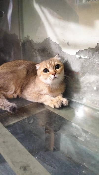 imported Scottish fold female