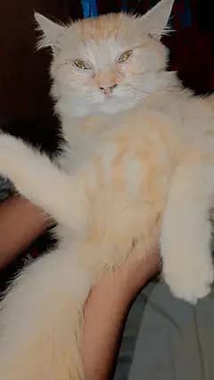 cute cat 1