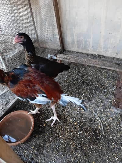 aseel pair