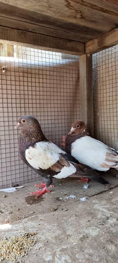 chira pair