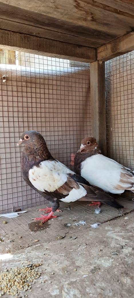 chira pair 0