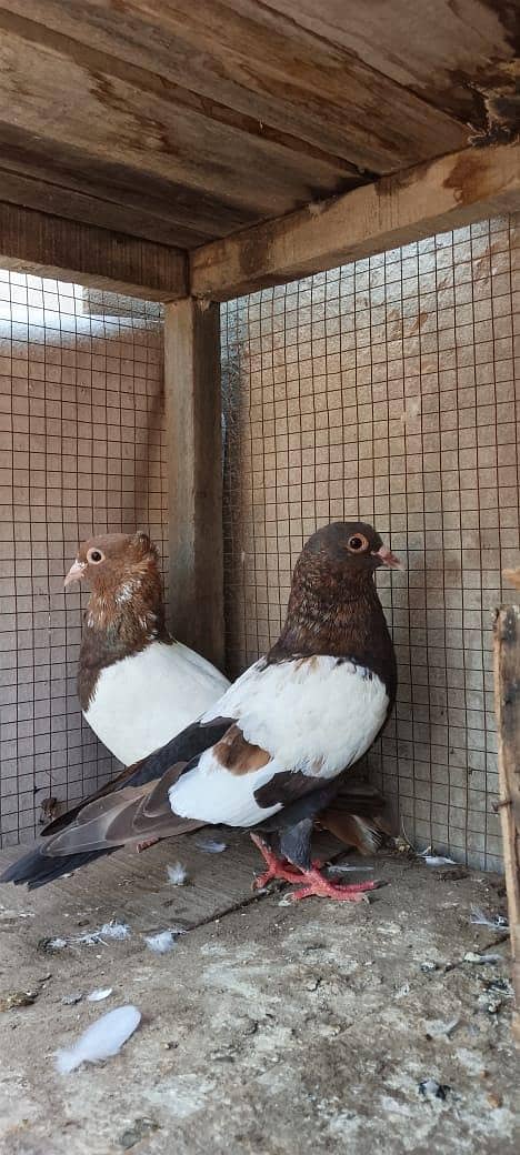 chira pair 1