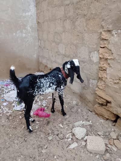 Beetal Nasal Bakra Aur Bakri