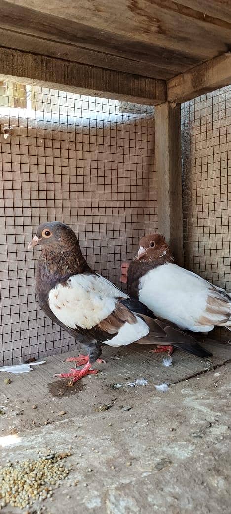 chira pair 3