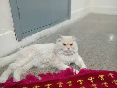 Russian breeding cat for saling contact Whatsapp 03193794870