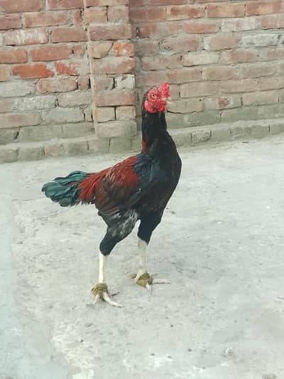 2 aseel murga for sale 03471403740 whatsapp