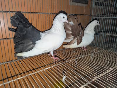 beautiful peagons