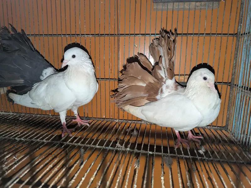 beautiful peagons — photo 2