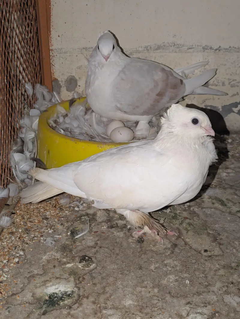 beautiful peagons — photo 4